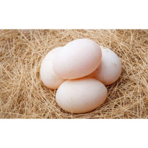 Duck Eggs