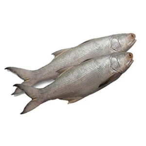 Fresh Indian Salmon ( Rawas ) Whole/silice/ 1 Pcs /Kg
