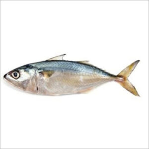 Fresh Indian Mackrel ( Bangda ) Whole/Cheera/8/10 Pcs/Kg