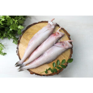 Fresh Bombay Duck ( Bombil )Whole/Headless/8/12 Pcs/Kg