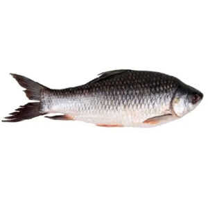 Rahu ( Whole /Slice ) 1 Pcs/ Kg