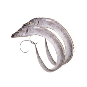 Ribbon Fish Big (Vakti)
