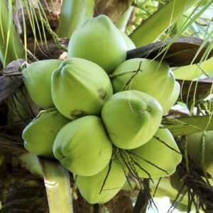 Coconut