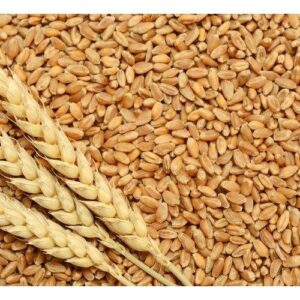WHEAT